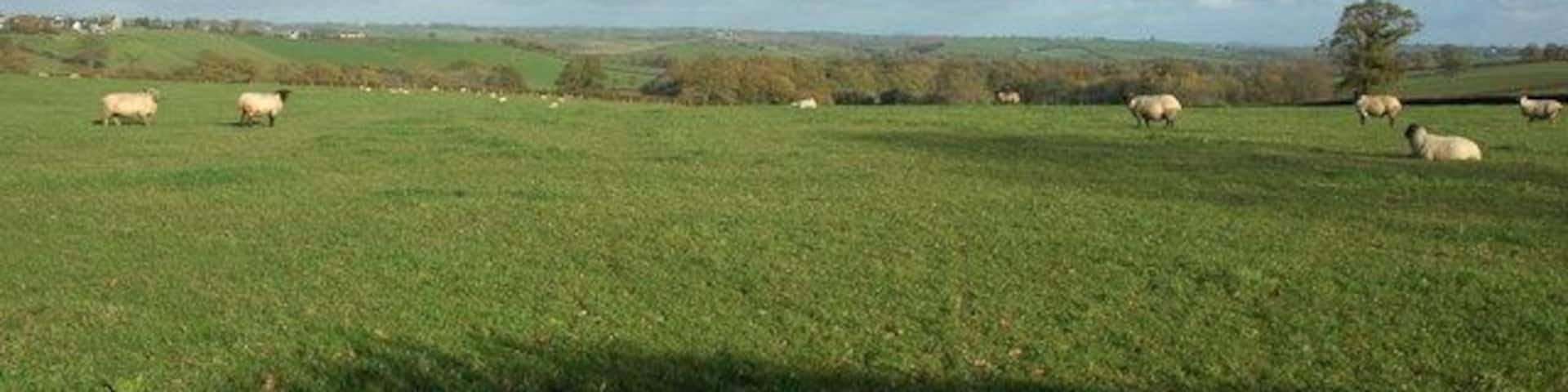 Sheep in a field near Down St Mary Sheep in a field to the south of Down St Mary.