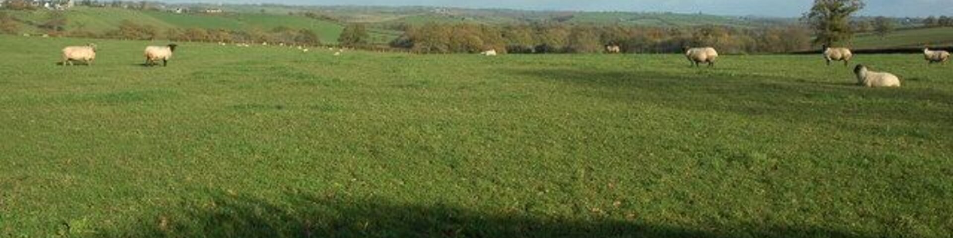 Sheep in a field near Down St Mary Sheep in a field to the south of Down St Mary.