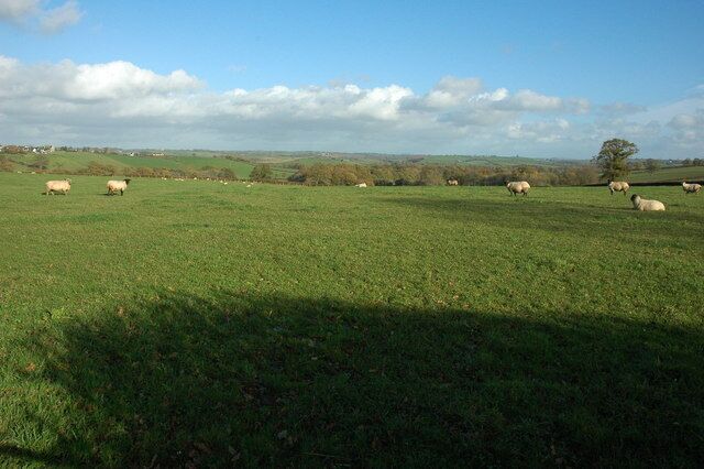 A green field with sheep grazing.