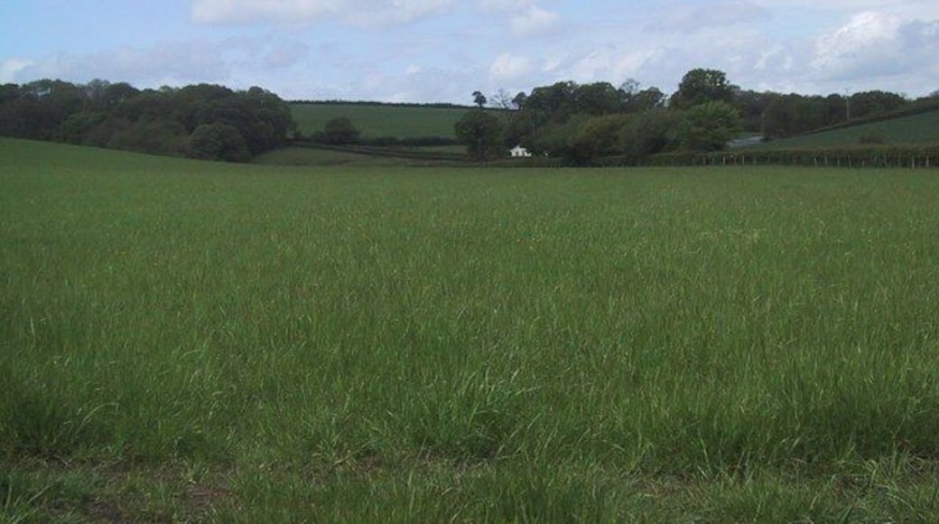 Field near Down St Mary