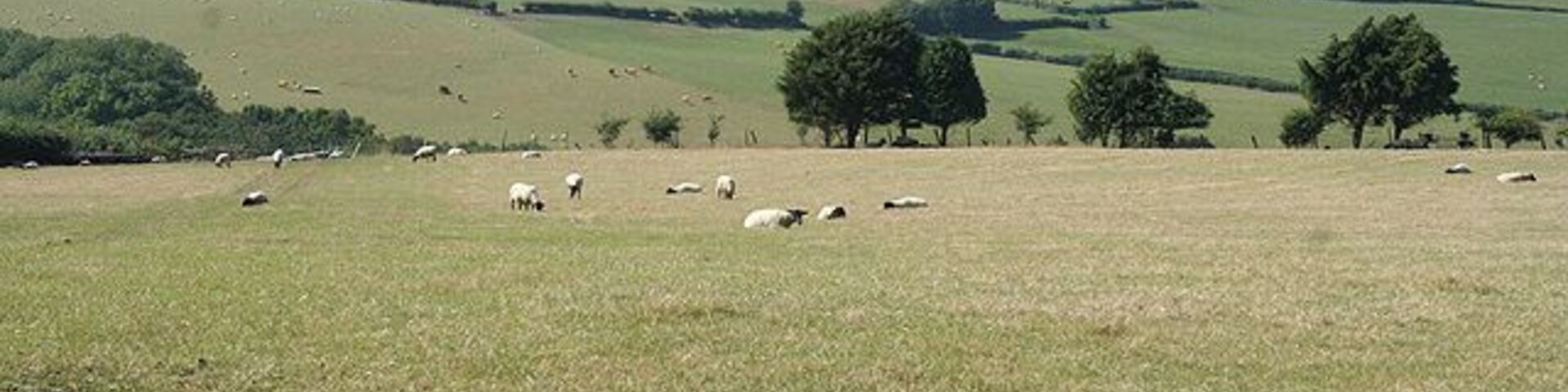 Paisagem rural com colinas ondulantes, árvores dispersas e ovelhas pastando.