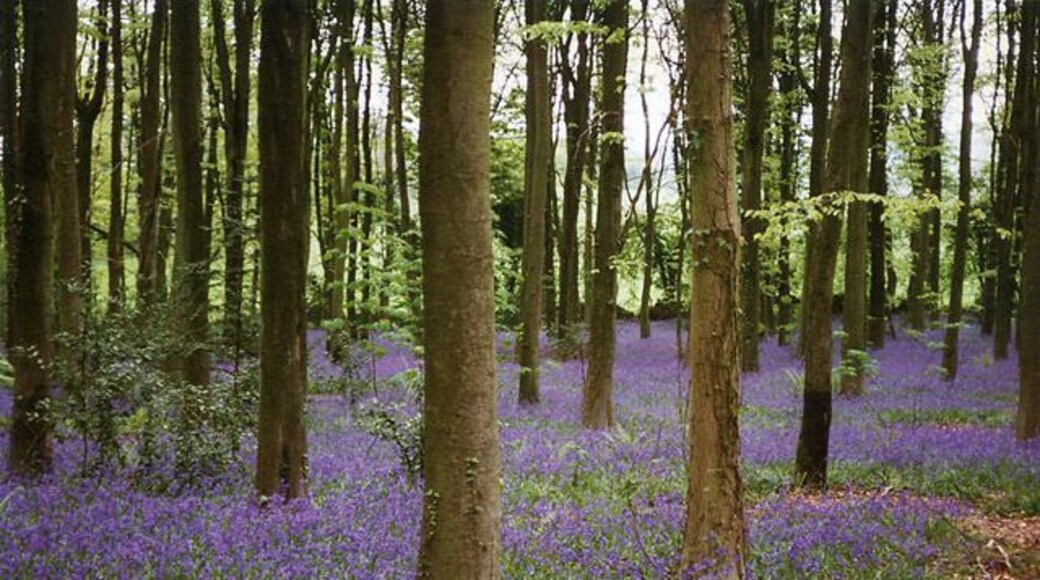 Cleeve: bluebell wood. By the road linking Cleeve and Wrington