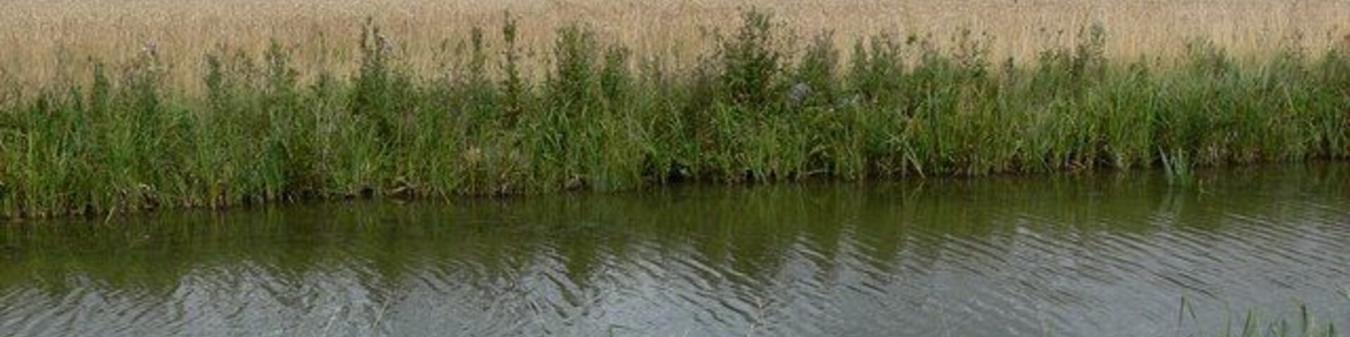 Farmland alongside the Ashby Canal