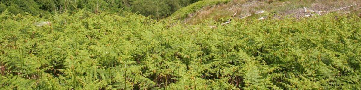 Forestry road above Balachandrain Burn The forestry road turns sharply as it descends the hill.
