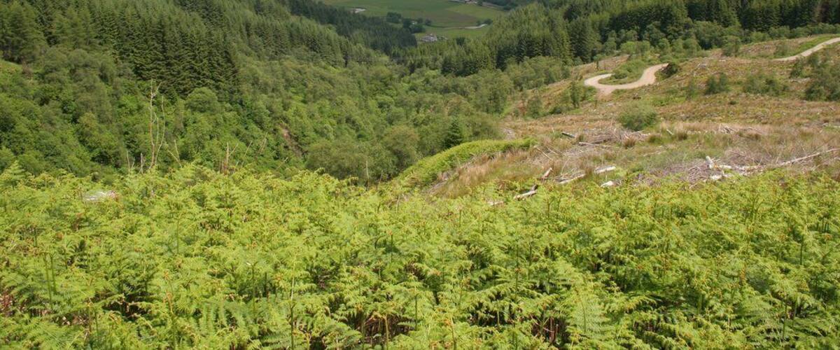 Forestry road above Balachandrain Burn The forestry road turns sharply as it descends the hill.
