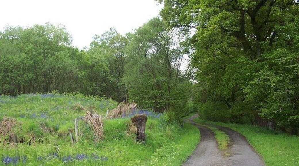Glendaruel The old road on the East side of the glen.