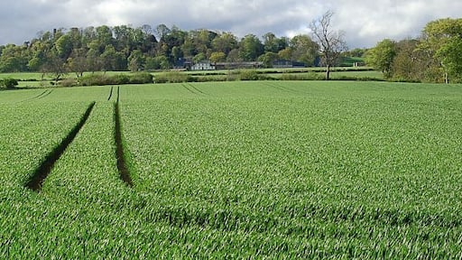 By Balcarres Mill Looking north across a corn field towards Balcarres Mains.