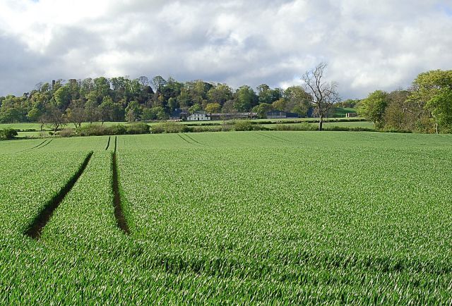 A green field with a house in the background.