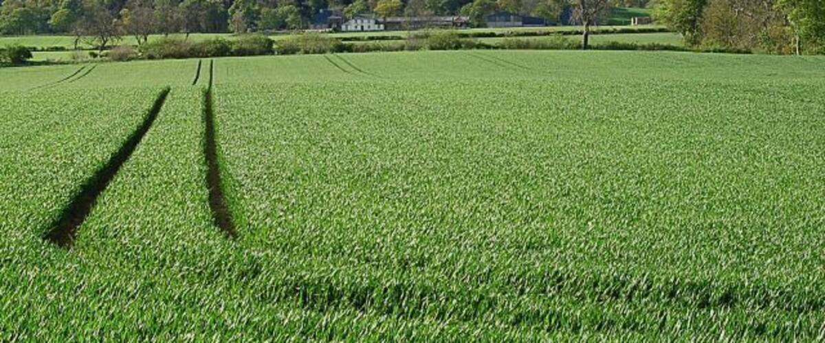 A green field with a house in the background.