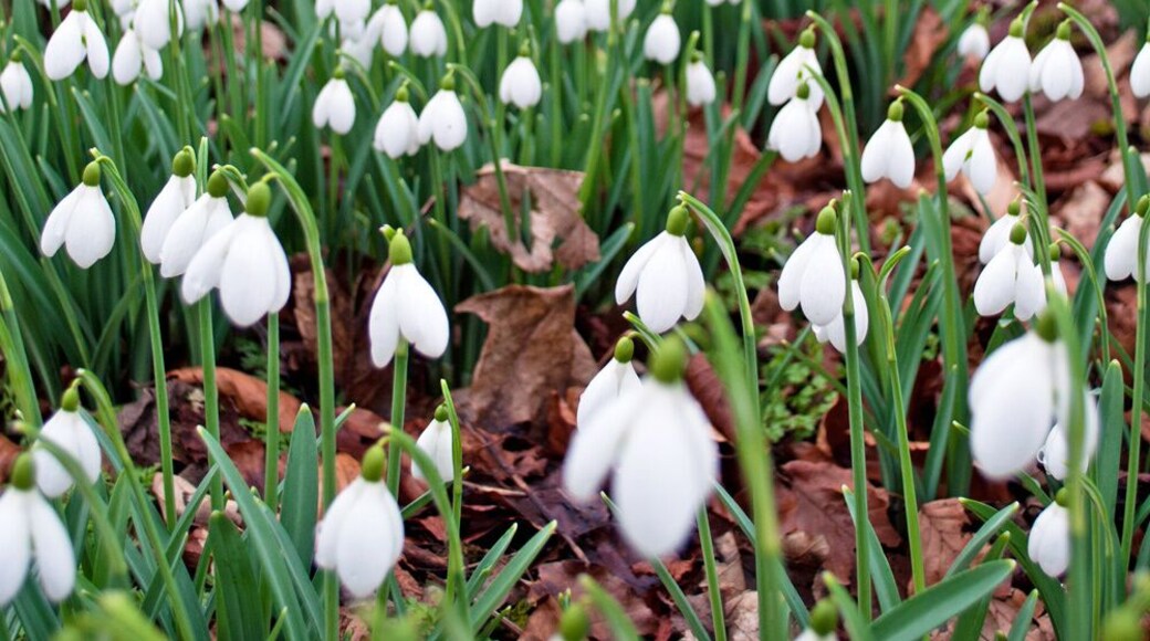 The first snowdrops are a sign that spring is on it's way, and at Colesbourne Park gardens in the Cotswolds there are over 250 different varieties of snowdrop. The house is open to visitors for five weekends around February each year.
Read more at: http://www.ontheluce.com/2015/02/16/snowdrops-colesbourne-park-cotswolds/
#England #Cotswolds #snowdrops #flowers