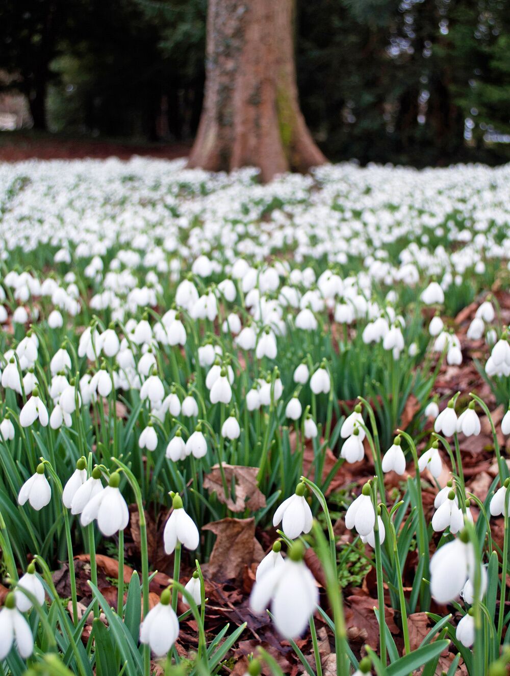 A field of snowdrops with a large tree in the background.