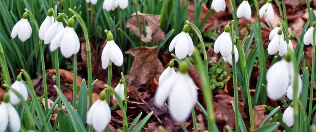 A field of snowdrops with a large tree in the background.