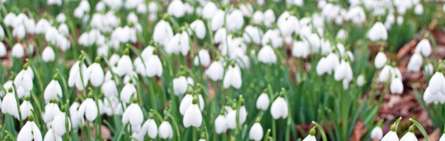 A field of snowdrops with a large tree in the background.