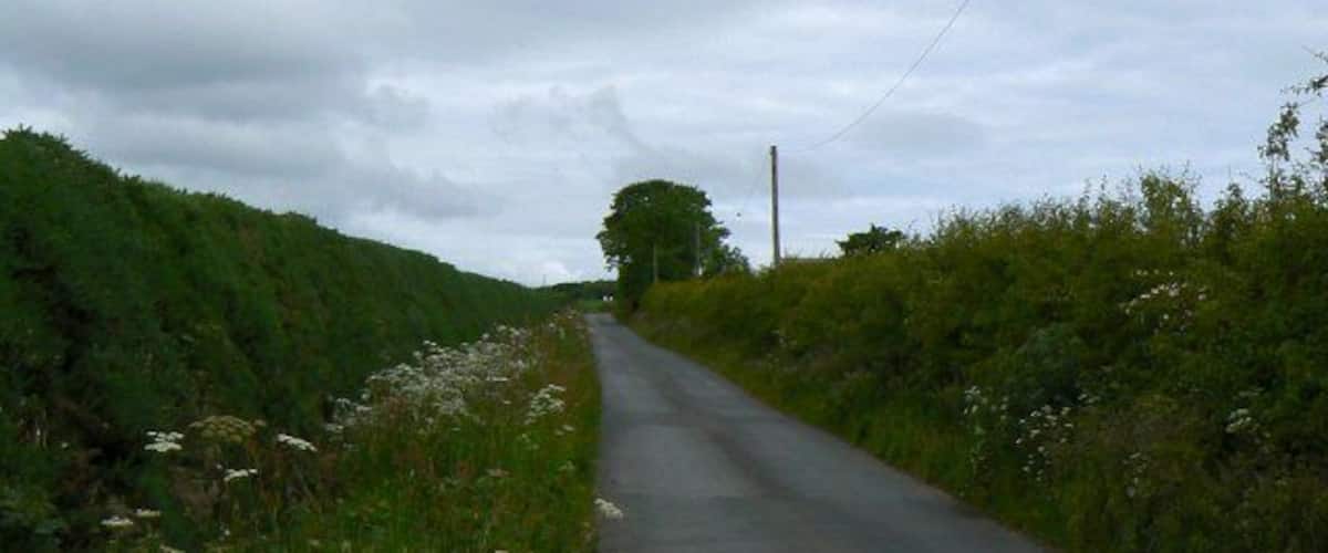 A narrow rural road flanked by lush greenery and wildflowers.