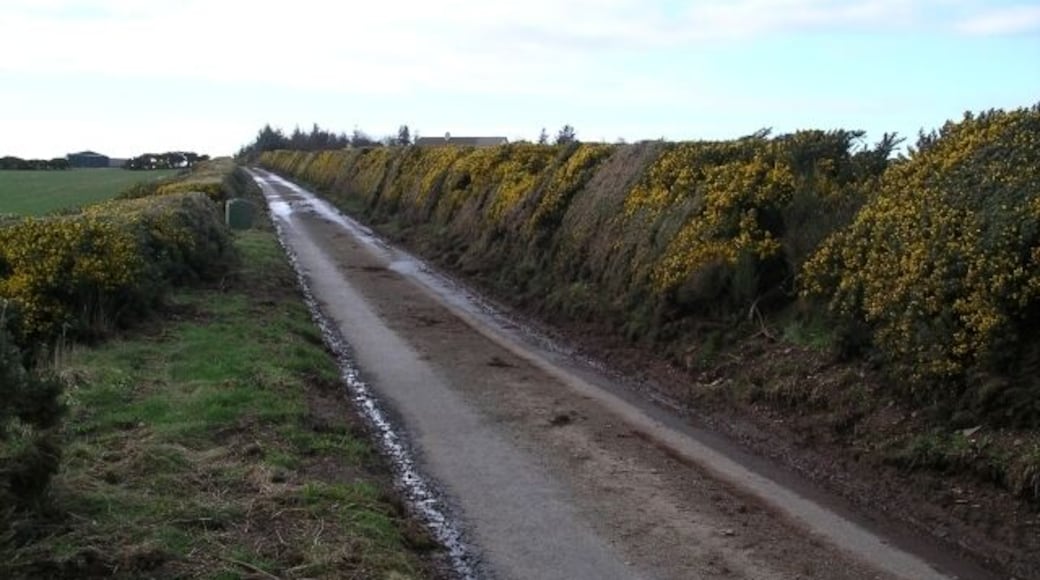 Gorse hedge near Pilmuir Farm. Lining the single track road to Westloch House and Westerside.