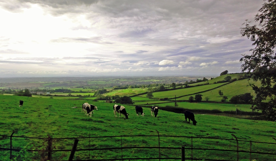 A green field with cows grazing, a fence, and a cloudy sky.