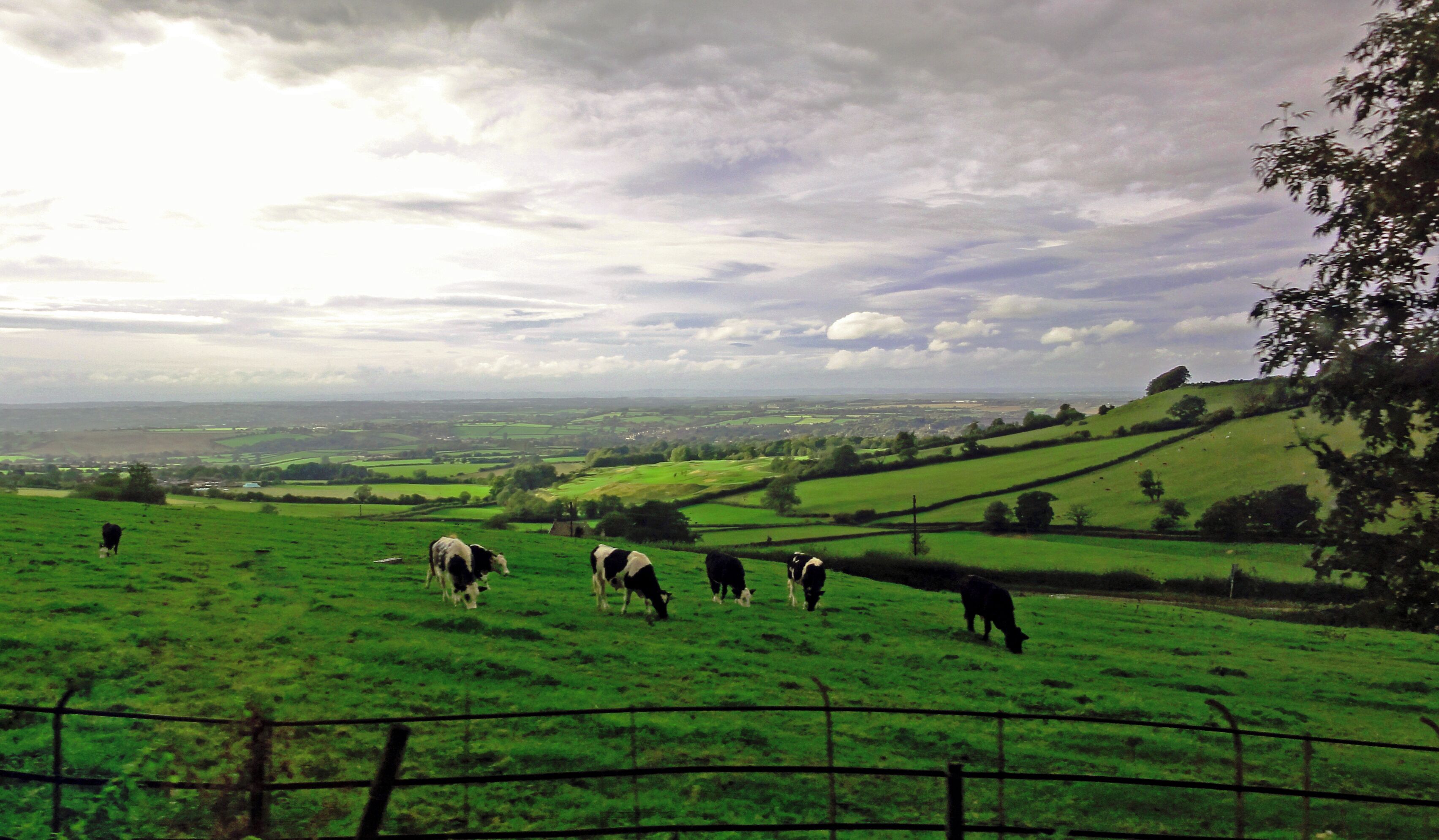 A green field with cows grazing, a fence, and a cloudy sky.