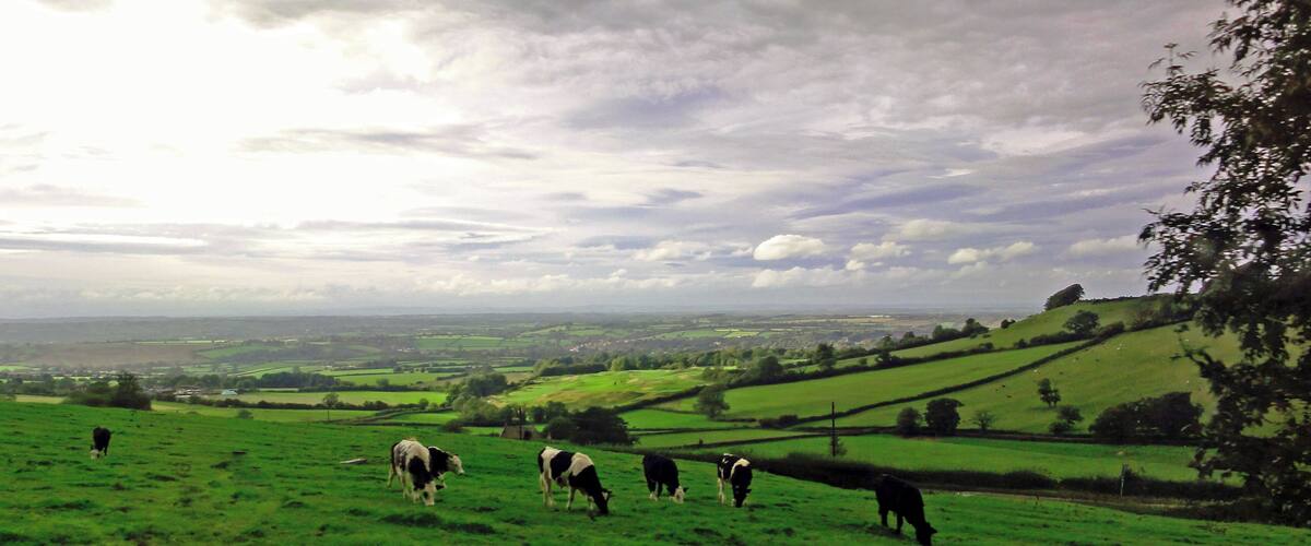 A green field with cows grazing, a fence, and a cloudy sky.