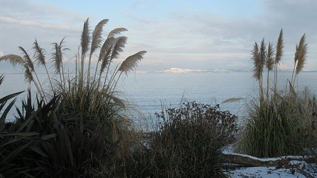 Millennium Garden, Cockenzie Largo Law in Fife seen between two pampas grass plants.