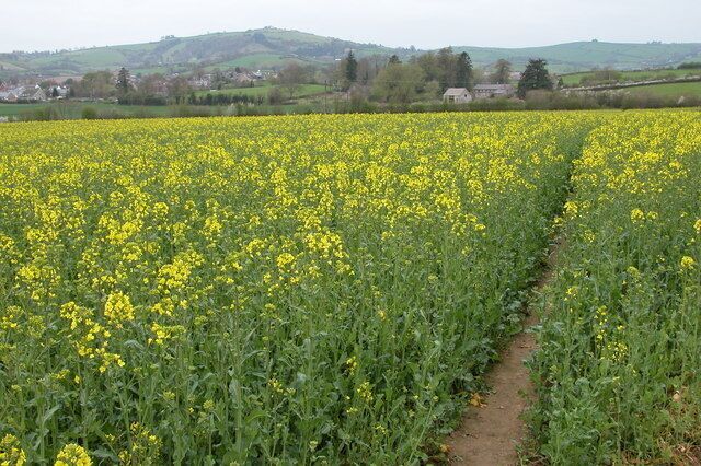 Oil Seed Rape Crop near Clun. Clun viewed from the north east.