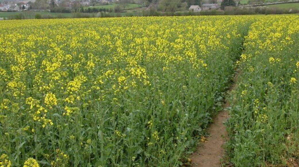 Oil Seed Rape Crop near Clun. Clun viewed from the north east.