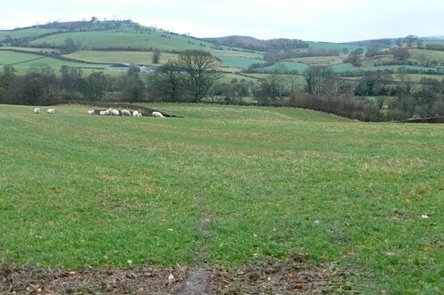 Farmland west of Clun These fields drop from the B4368 towards the River Clun. They are used for cattle and sheep pasture.