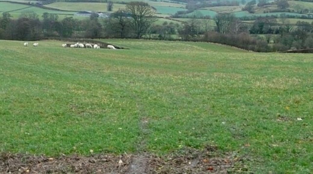 Farmland west of Clun These fields drop from the B4368 towards the River Clun. They are used for cattle and sheep pasture.