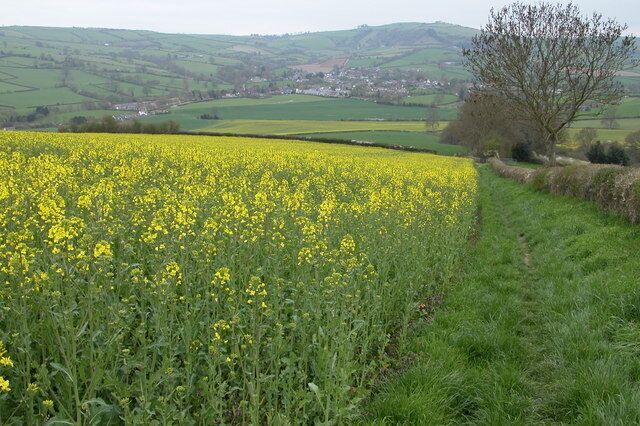 Oil Seed Rape Crop near Radnor Wood. This field of oil seed rape is in a field to the west of Radnor Wood. The village in the valley bottom is Clun.