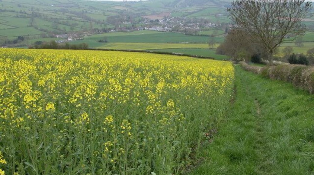 Oil Seed Rape Crop near Radnor Wood. This field of oil seed rape is in a field to the west of Radnor Wood. The village in the valley bottom is Clun.