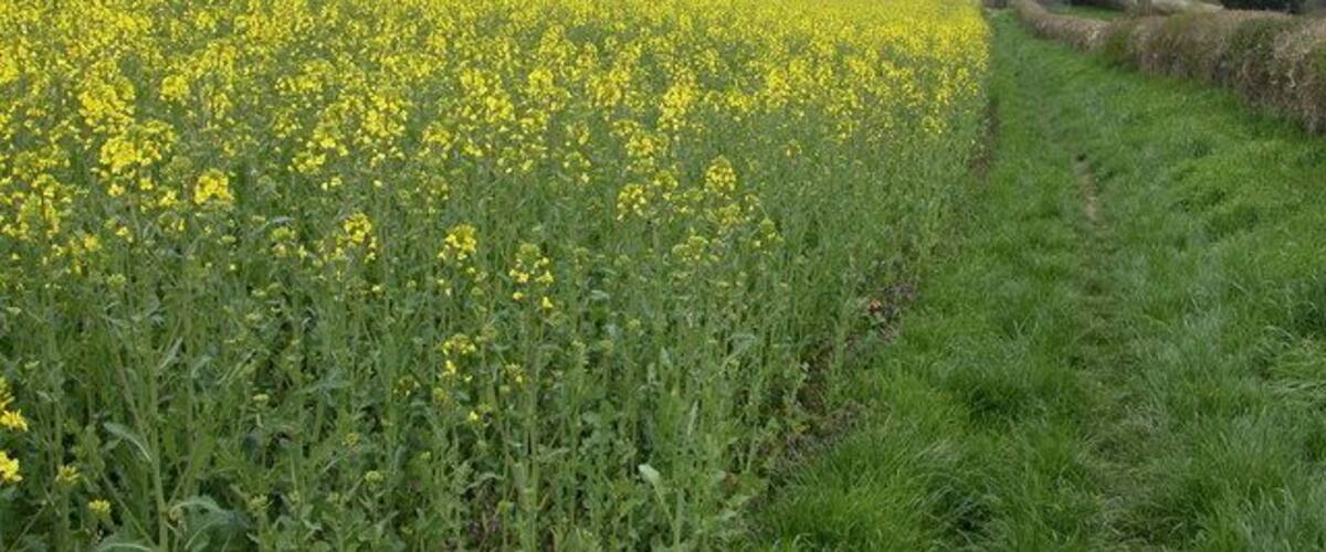 Oil Seed Rape Crop near Radnor Wood. This field of oil seed rape is in a field to the west of Radnor Wood. The village in the valley bottom is Clun.