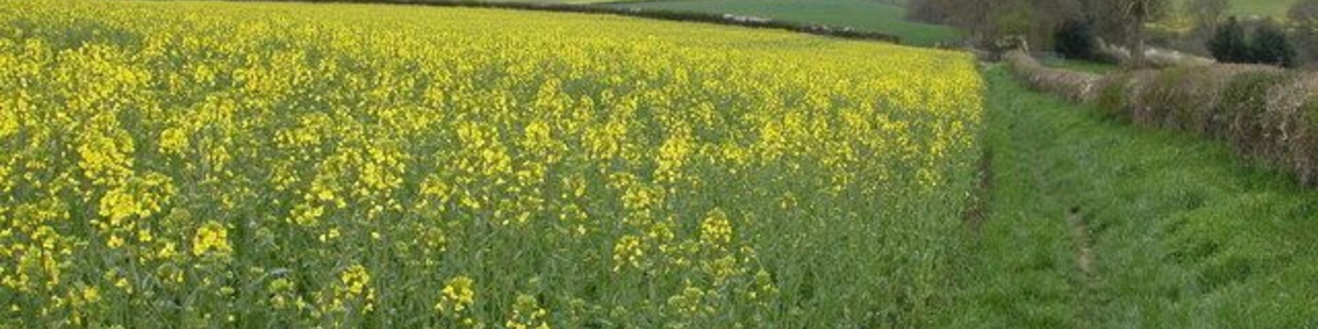 Oil Seed Rape Crop near Radnor Wood. This field of oil seed rape is in a field to the west of Radnor Wood. The village in the valley bottom is Clun.