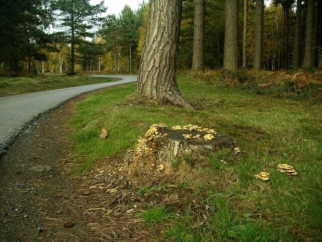 Fungus on tree stump This fungus was growing in several places alongside the road in Sherwood Pines Forest Park. It is possibly honey fungus, which can do much damage to trees.