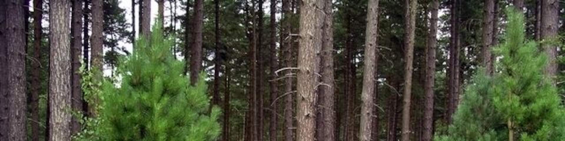Bracken and heather The recent prolonged wet weather has enabled the bracken in Sherwood Pines Forest park to proliferate.