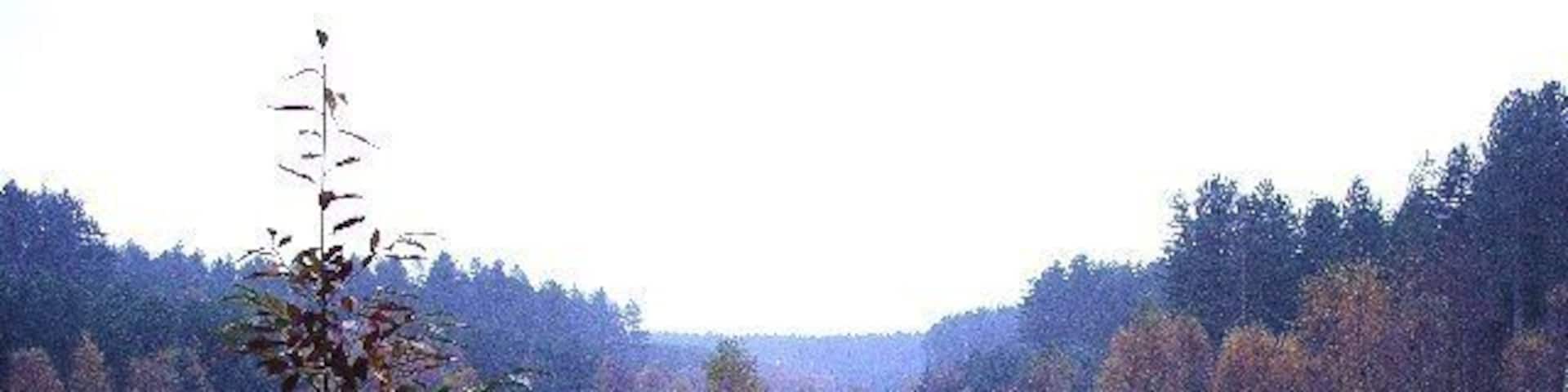 Sherwood Pines Forest Park. A damp, misty day on the north eastern side of the forest.