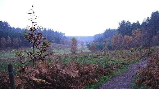 Sherwood Pines Forest Park. A damp, misty day on the north eastern side of the forest.