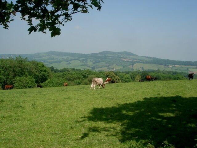 Cattle grazing on Church House Farm A little later the bull appeared and I decided to make a sharp exit. The Abberley Hills can be seen on the horizon.