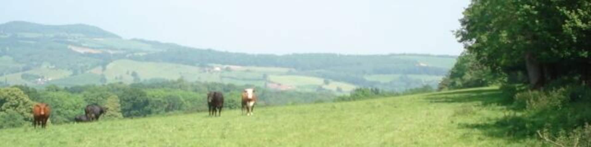 Footpath from Clifton on Teme to Homme Castle