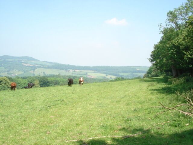 A grassy field with cows grazing, trees, and rolling hills in the background.