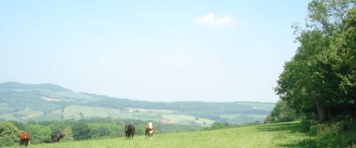A grassy field with cows grazing, trees, and rolling hills in the background.