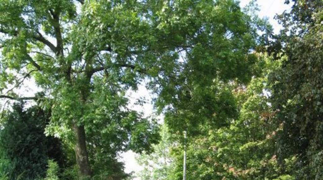 Lane up Clifton Hill