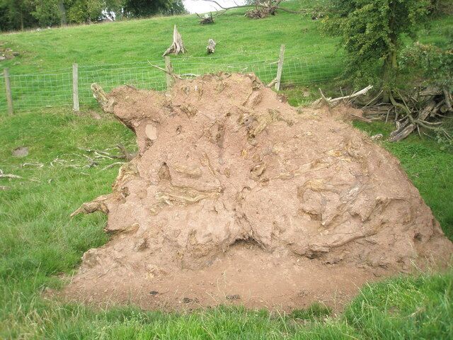 Redder earth than I've ever seen An uprooted tree approaching the former St Mary's Church, Cold Weston.