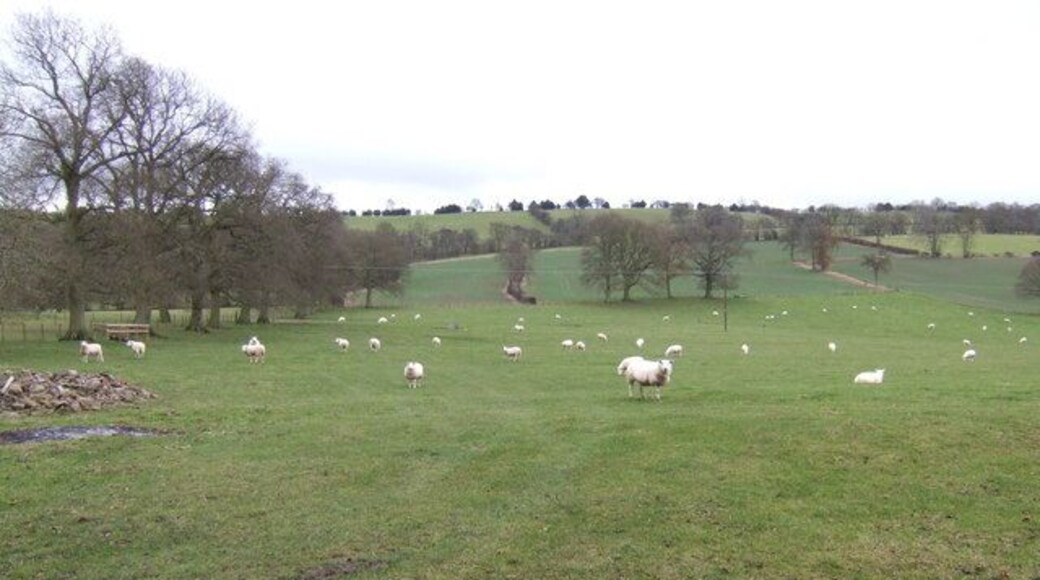 Pasture land by Tana Leas Farm Looking south-east towards the ridge at Stokegorse.