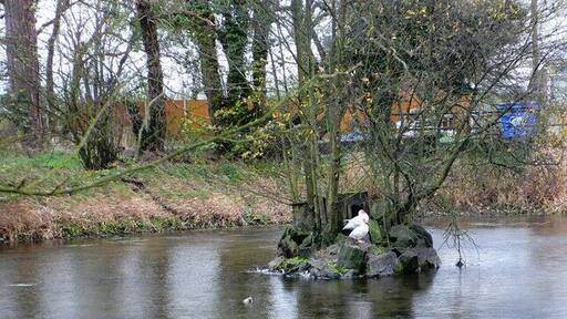 Village Pond, Clawddnewydd The pond is adjacent to the pub, the Glan Llyn (= Lakeside) and is inhabited by two ducks who live on an island in its middle.