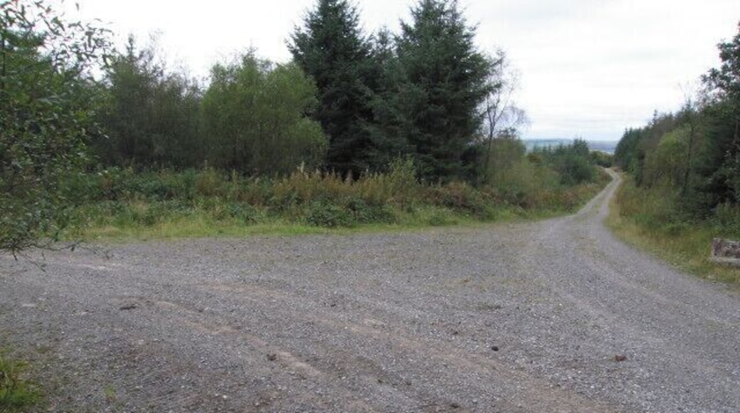 A distant view There aren't all that many distant views when walking through the Crynant forest.