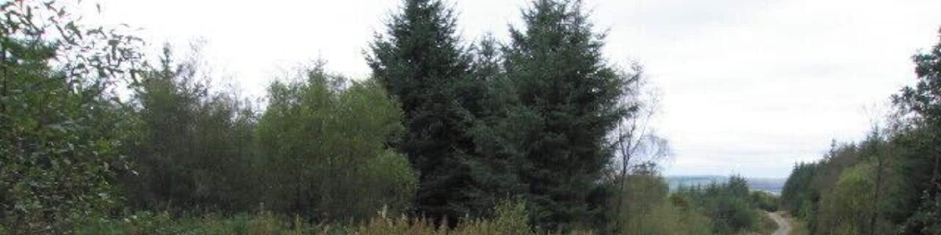 A distant view There aren't all that many distant views when walking through the Crynant forest.