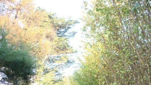 Churston Ferrers, private lane Autumn colours in the hedgerows, the trees and on the road surface.