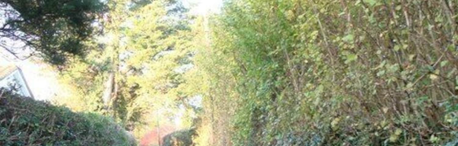 Churston Ferrers, private lane Autumn colours in the hedgerows, the trees and on the road surface.