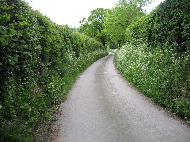 A narrow, winding country road flanked by dense hedges and trees.