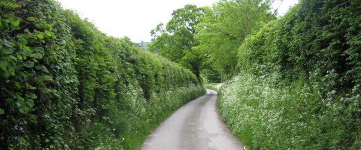 A narrow, winding country road flanked by dense hedges and trees.