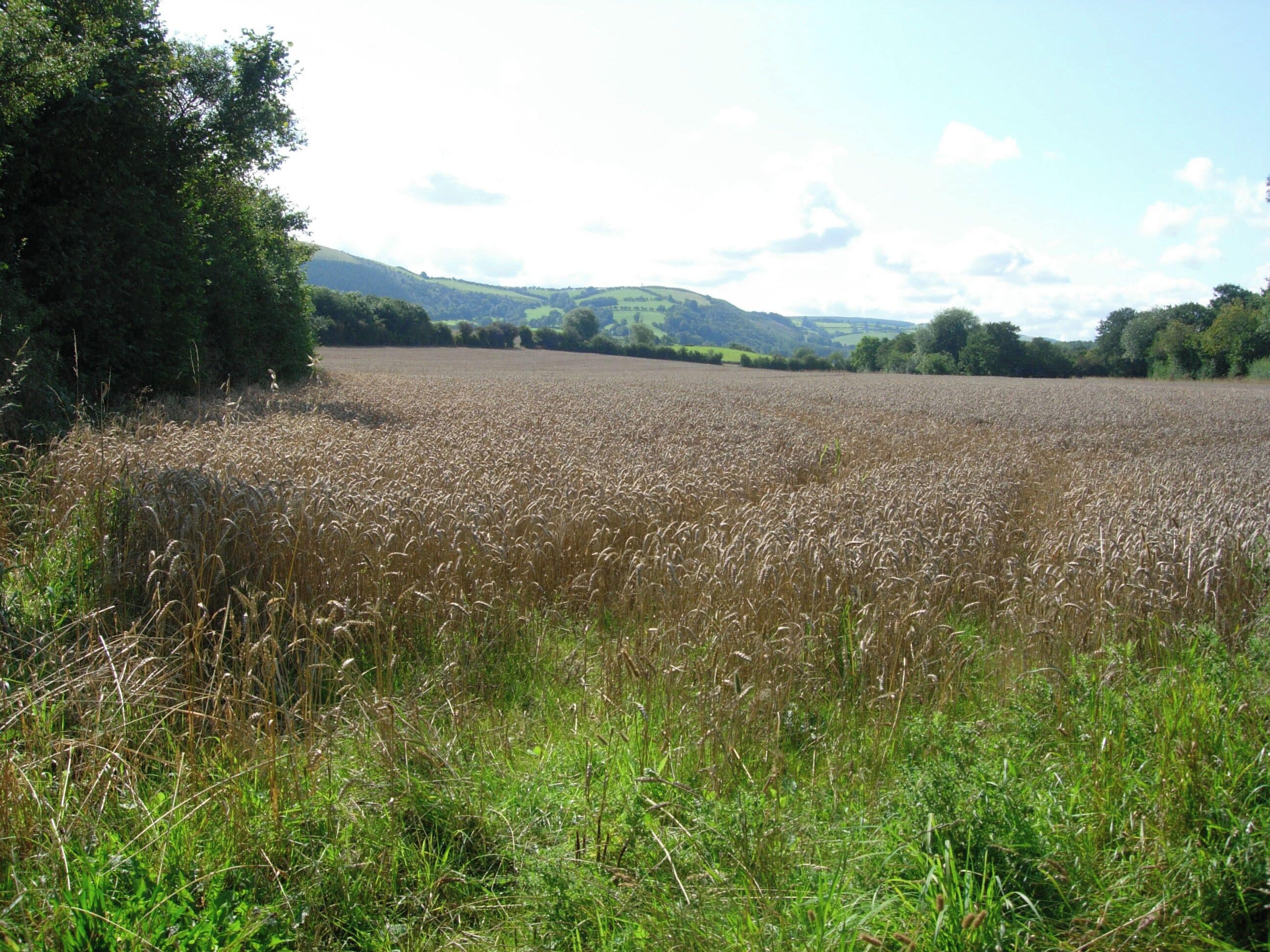 Wheatfield near Melin-Y-wern General view of Wheatfield, looking south towards Gernant.